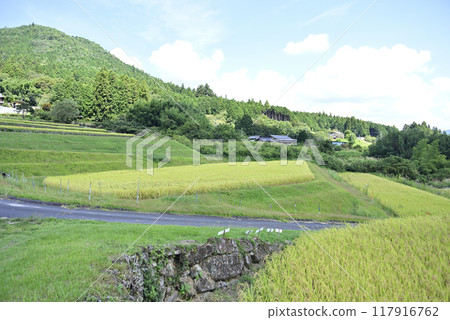 Harvesting rice at Sakaori rice terraces Harvesting rice at Sakaori rice terraces 117916762