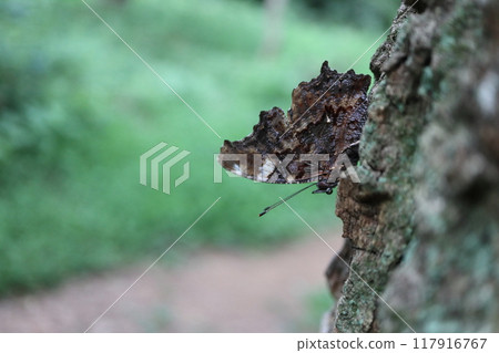 Butterfly on a tree Butterfly on a tree 117916767
