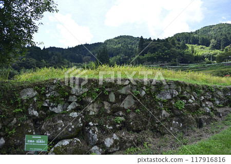 在坂織梯田收割水稻 在坂織梯田收割水稻 117916816