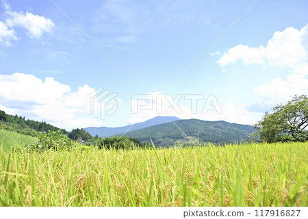 Harvesting rice at Sakaori rice terraces 117916827