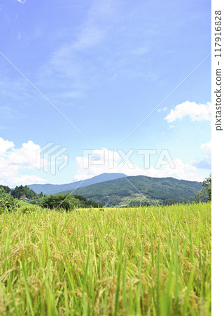 Harvesting rice at Sakaori rice terraces 117916828