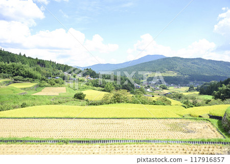 在坂織梯田收割水稻 在坂織梯田收割水稻 117916857