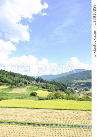 Harvesting rice at Sakaori rice terraces 117916859