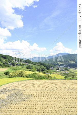 在坂織梯田收割水稻 在坂織梯田收割水稻 117916864