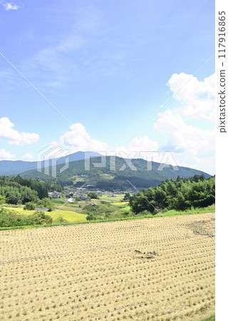 在坂織梯田收割水稻 在坂織梯田收割水稻 117916865