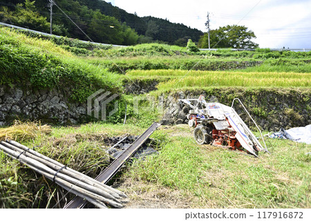 Harvesting rice at Sakaori rice terraces Harvesting rice at Sakaori rice terraces 117916872