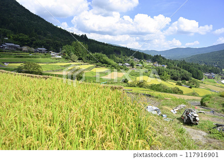 Harvesting rice at Sakaori rice terraces Harvesting rice at Sakaori rice terraces 117916901