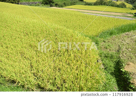 在坂織梯田收割水稻 117916928