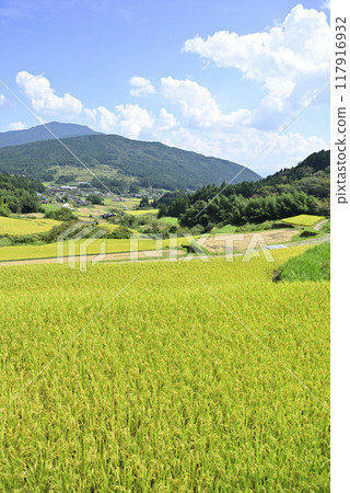 在坂織梯田收割水稻 在坂織梯田收割水稻 117916932