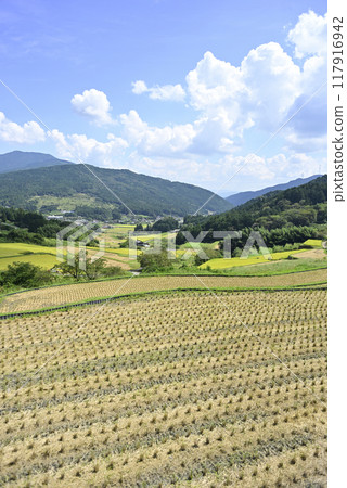 在坂織梯田收割水稻 117916942