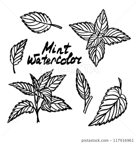 Mint graphics outline plant 117916961