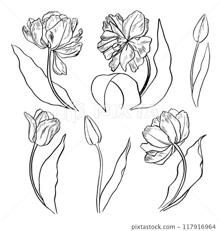 Tulips graphics outline with summer flowers Tulips graphics outline with summer flowers 117916964
