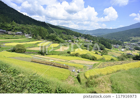 Harvesting rice at Sakaori rice terraces 117916973