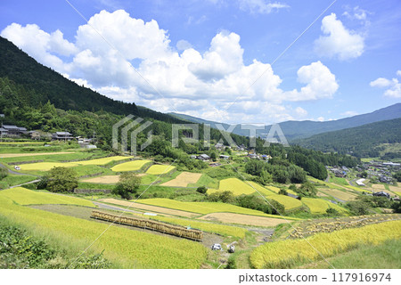 Harvesting rice at Sakaori rice terraces Harvesting rice at Sakaori rice terraces 117916974