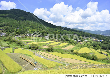在坂織梯田收割水稻 在坂織梯田收割水稻 117916994