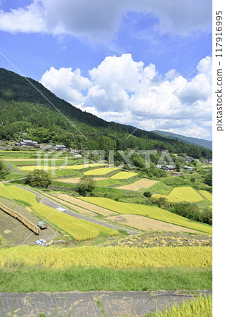 Harvesting rice at Sakaori rice terraces 117916995