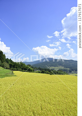 Harvesting rice at Sakaori rice terraces 117917071