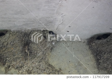 Swallow's nest on concrete Swallow's nest on concrete 117917209