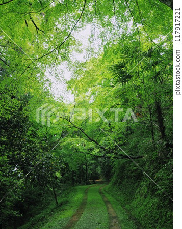 Konpira-san (Kotohira Shrine) with fresh greenery on the back approach [Kotohira-cho, Nakatado-gun, Kagawa Prefecture] 3 117917221