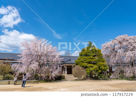 一名婦女在長野縣飯田市木原學校拍攝盛開的垂枝櫻花 117917229