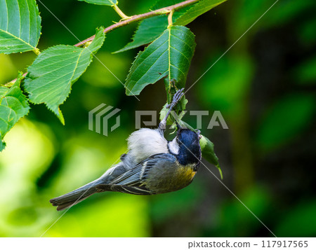 Tits fringing on branches 117917565