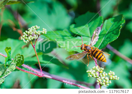 A hornet flying in search of food among wild grape vines A hornet flying in search of food among wild grape vines 117917617