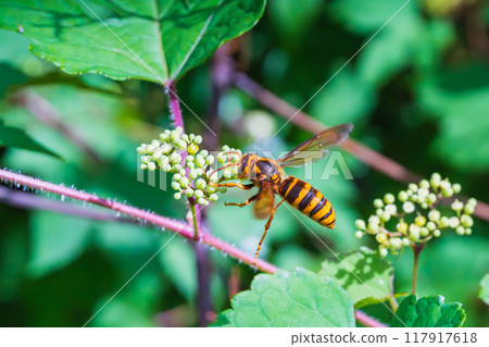 A hornet flying in search of food among wild grape vines 117917618