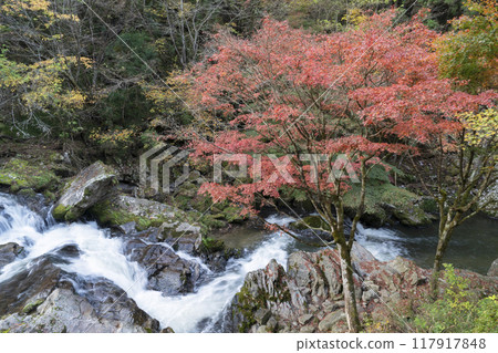 Autumn leaves of Eryuta Falls Autumn leaves of Eryuta Falls 117917848