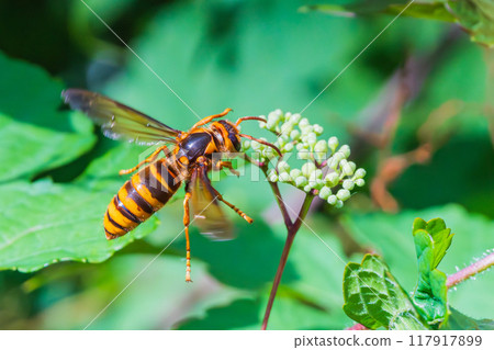 A hornet flying in search of food among wild grape vines A hornet flying in search of food among wild grape vines 117917899