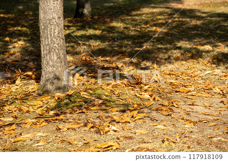 秋天的落葉 秋天的落葉 117918109