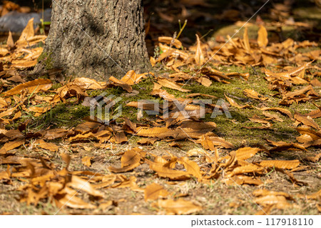 秋天的落葉 117918110