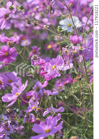 Cosmos are blooming in the cosmos field 117918221