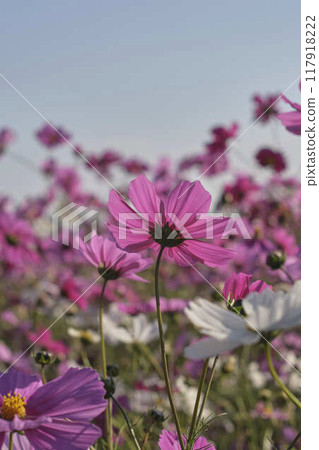 Cosmos shining in the blue sky 117918222