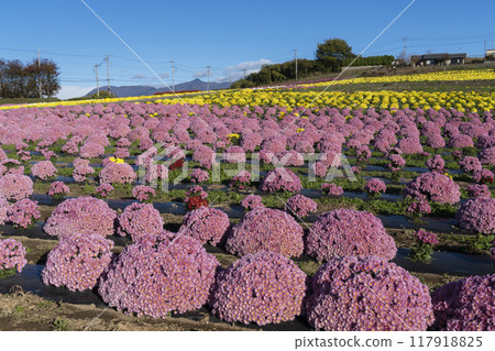 Chrysanthemum   117918825