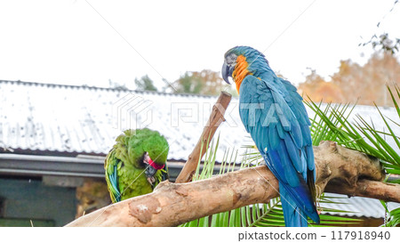 Brightly colored parrot on a branch with blurred foliage in the background Brightly colored parrot on a branch with blurred foliage in the background 117918940