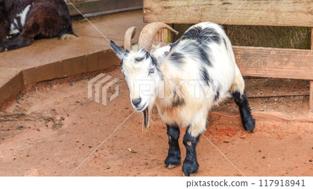 Close-up portrait of a curious goat on a rural farm looking at the camera with big, brown eyes Close-up portrait of a curious goat on a rural farm looking at the camera with big, brown eyes 117918941