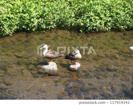 Common duck swimming in the river 117919342