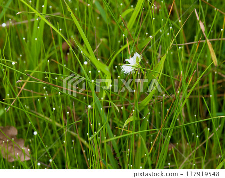 濕地植物區系 117919548