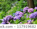 紫色繡球花 117919682