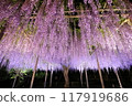 被點燃的紫藤格子 117919686