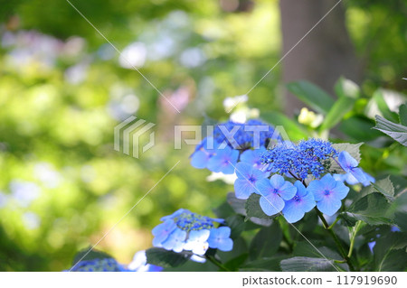 藍色繡球花 117919690