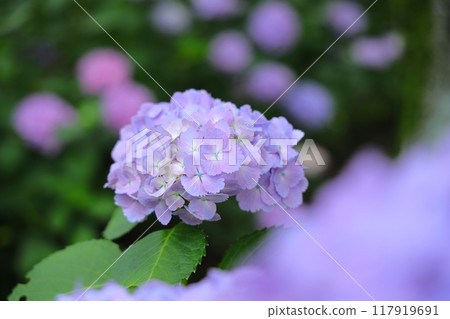 藍色繡球花 117919691