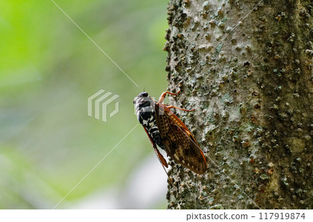 A brown cicada resting on a tree 117919874