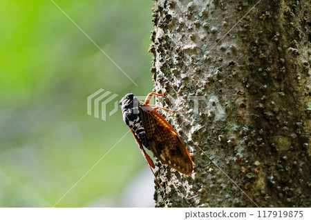 A brown cicada resting on a tree A brown cicada resting on a tree 117919875