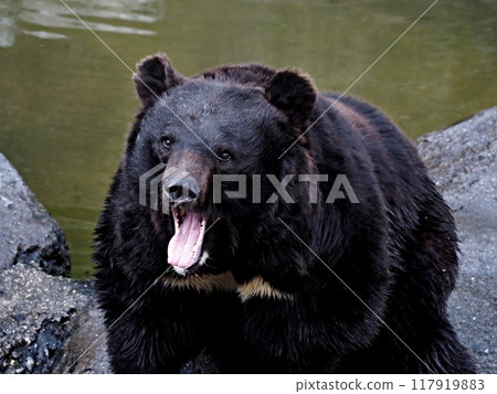 Bears at Okuhida Bear Ranch Bears at Okuhida Bear Ranch 117919883