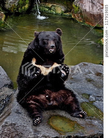 Bears at Okuhida Bear Ranch Bears at Okuhida Bear Ranch 117919885