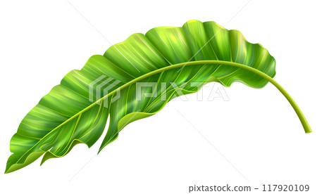 Terrestrial plant with green banana leaf and long stem on white background 117920109