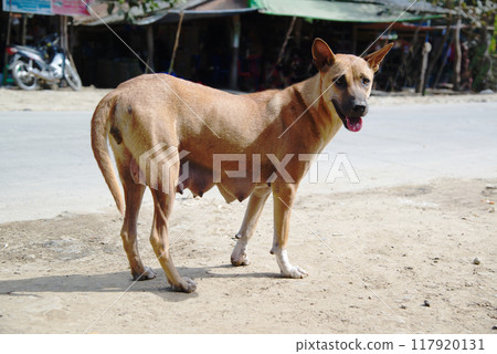 A mother dog is hungry on the side of the road. 117920131
