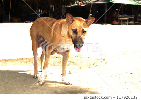 A mother dog is hungry on the side of the road. A mother dog is hungry on the side of the road. 117920132