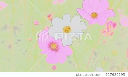波斯菊花 波斯菊花 117920295